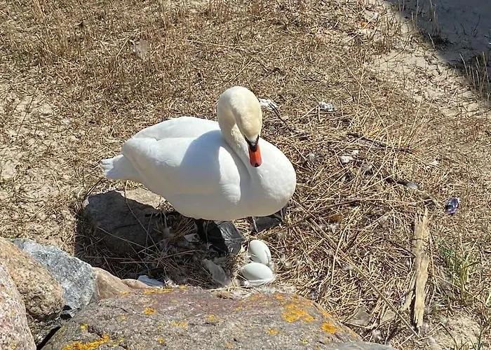 Lejlighed Seaview, Beach, Sunsets, Nature Heiligenhafen